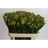 Leucadendron Goldstrike