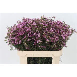 Chamelauc Jupiter Purple