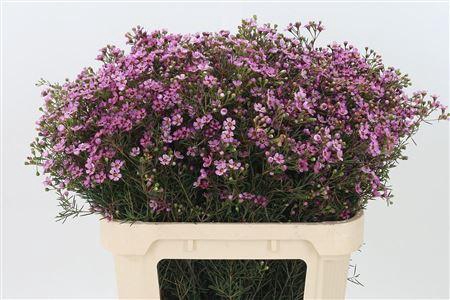 <h4>Chamelauc Jupiter Purple</h4>