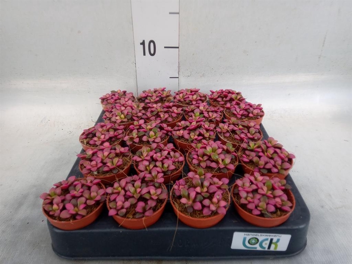 <h4>Succulents   ...</h4>