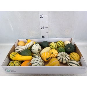 Cucurbita pepo 'Maya Mix'