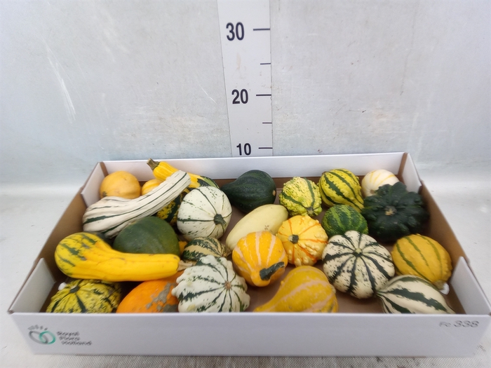 <h4>Cucurbita pepo 'Maya Mix'</h4>