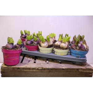 arr8 Hyacin Gem 3 Kl