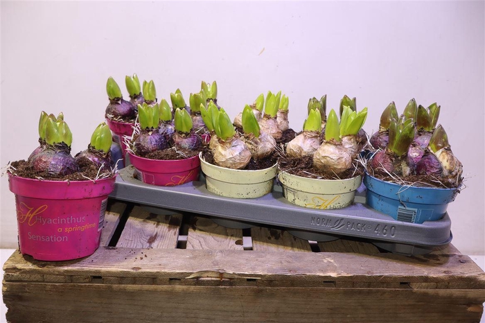 <h4>arr8 Hyacin Gem 3 Kl</h4>