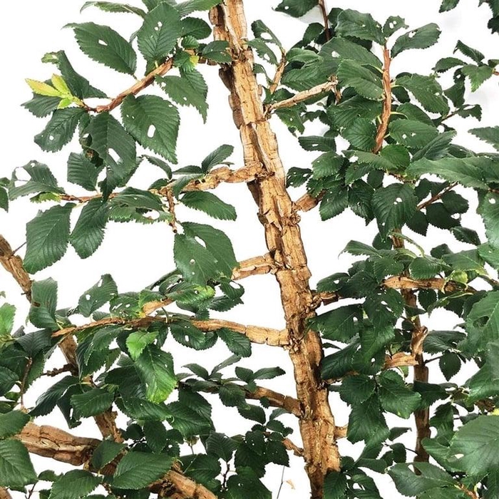 <h4>Ulmus minor suberosa</h4>