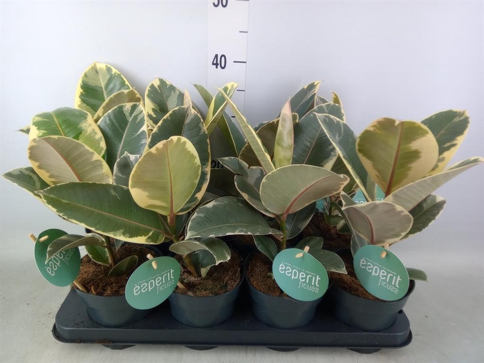 <h4>Ficus elastica 'Tineke'</h4>