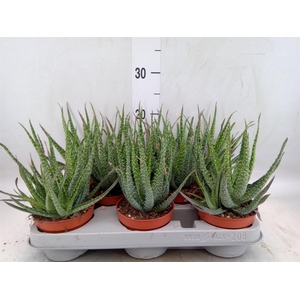Aloe humilis