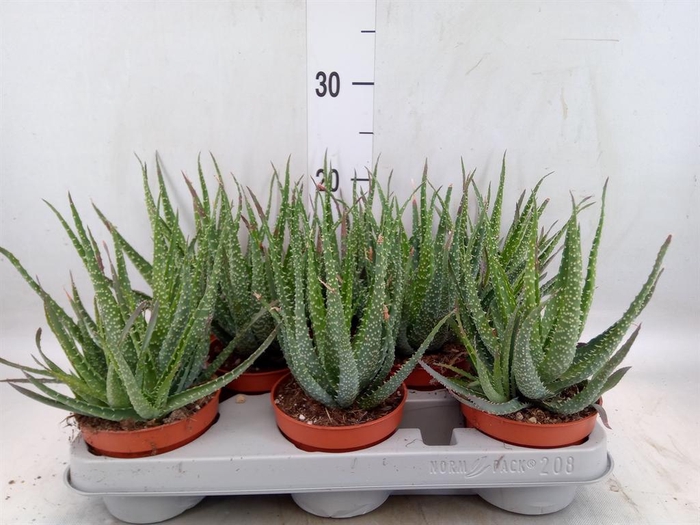 <h4>Aloe humilis</h4>