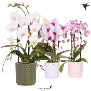 Kolibri Orchids Phalaenopsis Cascade Niagara Fall mix 2 spike in Diamond pot mix