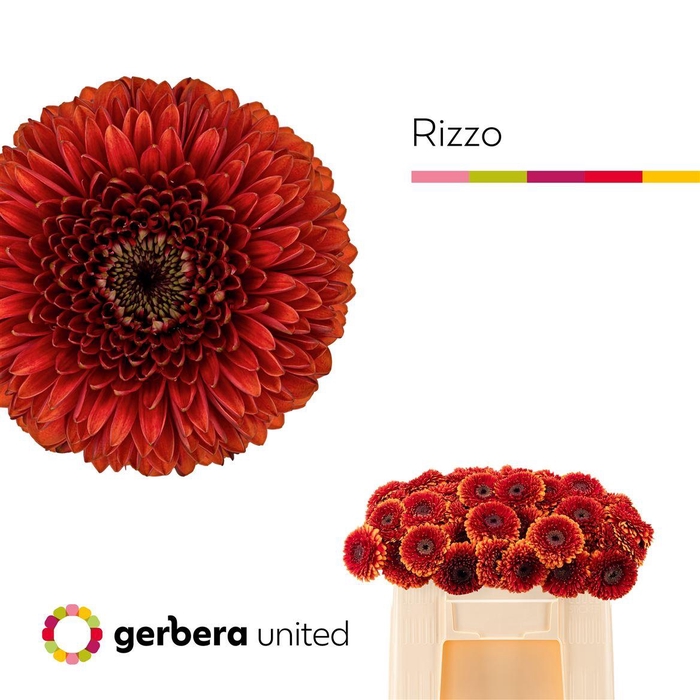 <h4>Ge Mb Pomponi Rizzo</h4>