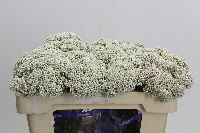 <h4>Ozothamnus Cooks Snow White</h4>