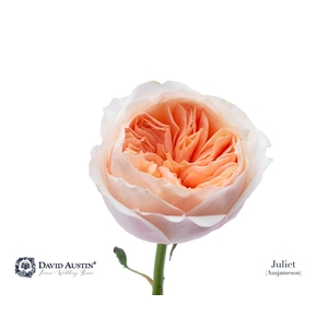 Rosa GR 'David Austin Juliet'