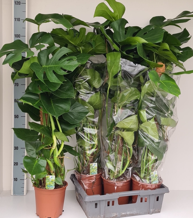 <h4>MONSTERA DELICIOSA</h4>