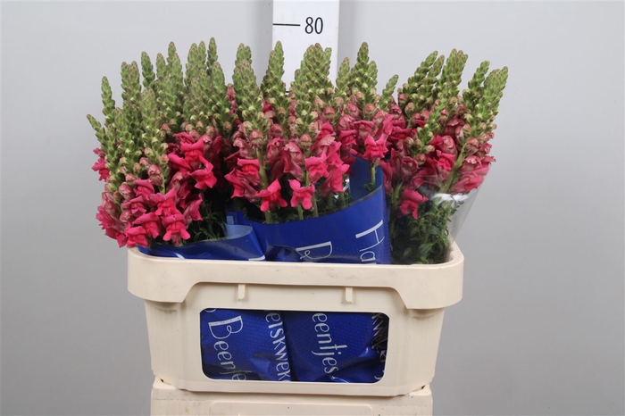 <h4>Antir Antibes Rose</h4>
