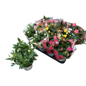 RO KORDANA GEM 5 SRT