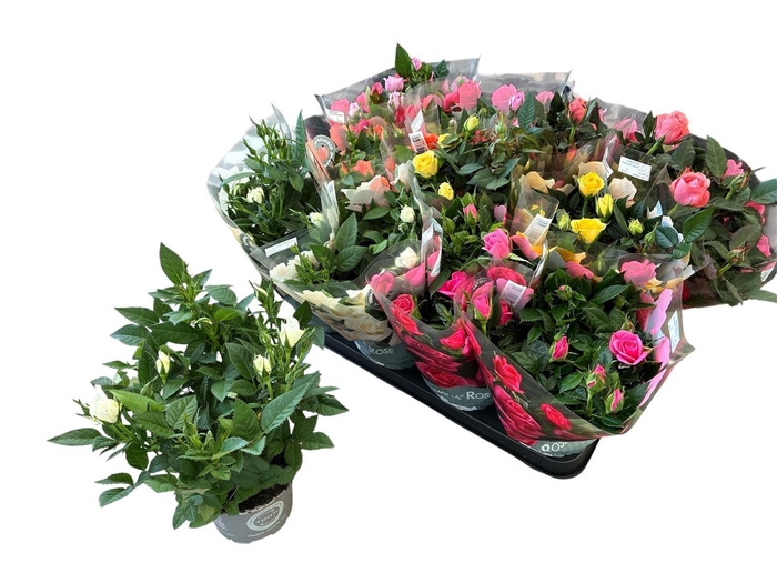 <h4>RO KORDANA GEM 5 SRT</h4>