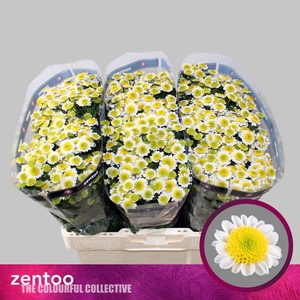 Chr San Sun Up Zentoo