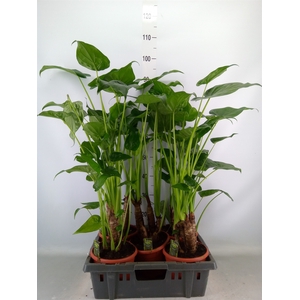 Alocasia cucullata