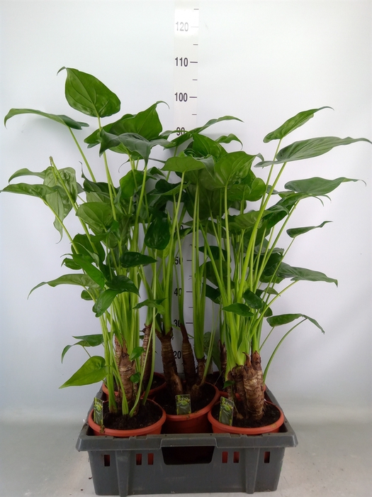 <h4>Alocasia cucullata</h4>