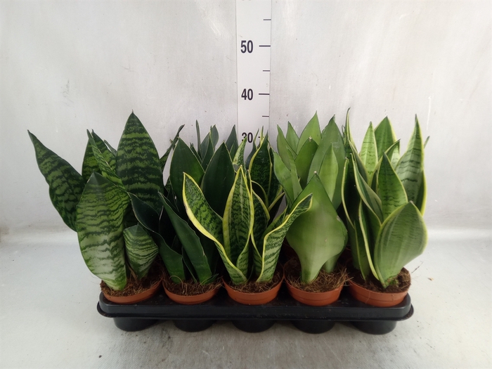 <h4>Sansevieria trifa.   ...</h4>