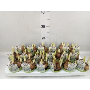 Narcissus DU 'Bridal Crown'