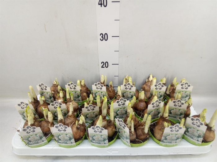 <h4>Narcissus DU 'Bridal Crown'</h4>