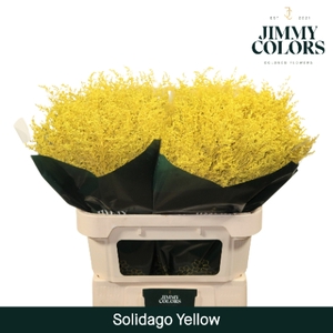 Solidago L80 Klbh. Geel