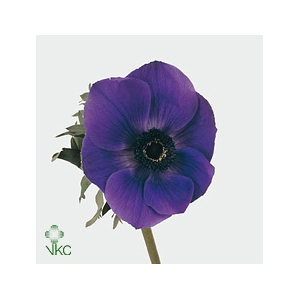 Anemone Galil Blauw