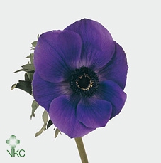 <h4>Anemone Fr.. Sirocco Blue</h4>