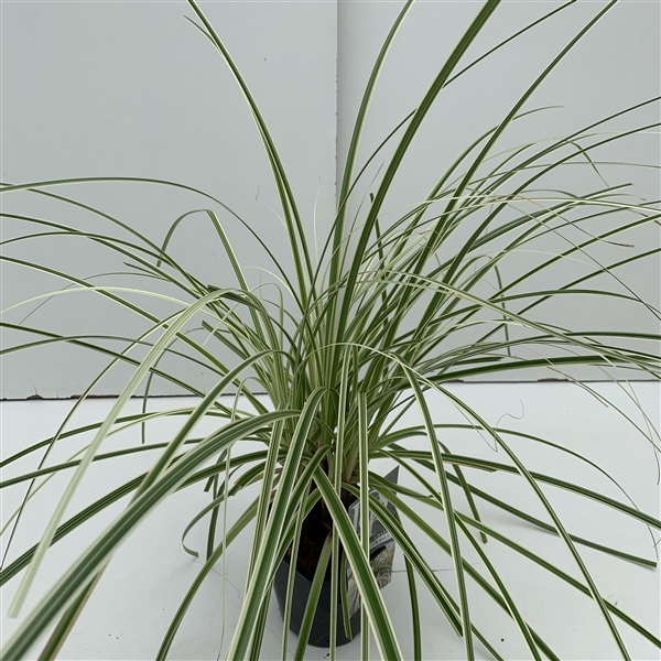 Carex 'Feather Falls'