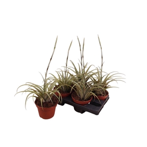 Tillandsia Vivipari 15 cm