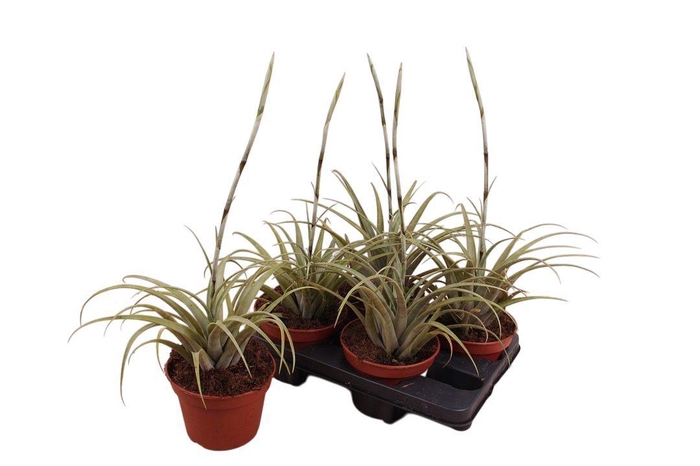 <h4>Tillandsia Vivipari 15 cm</h4>