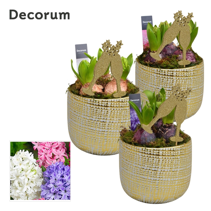 <h4>ARR HYACINTH</h4>