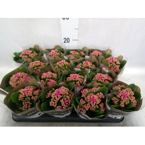 Kalanchoe blos. 'RosDon Victorio'