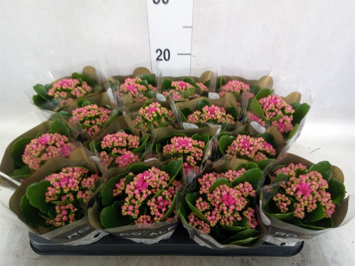 Kalanchoe blos. 'RosDon Victorio'