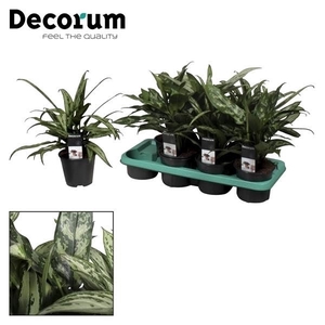 Aglaonema Mix