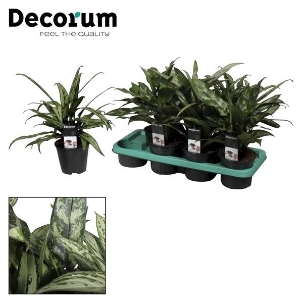 <h4>Aglaonema Mix</h4>