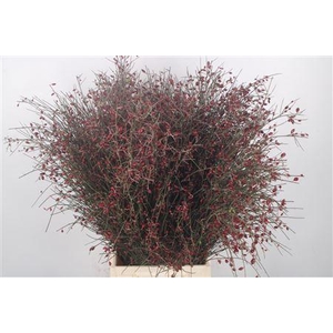 Ginster Berry Red Per Bunch