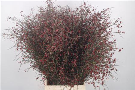 <h4>Ginster Berry Red Per Bunch</h4>