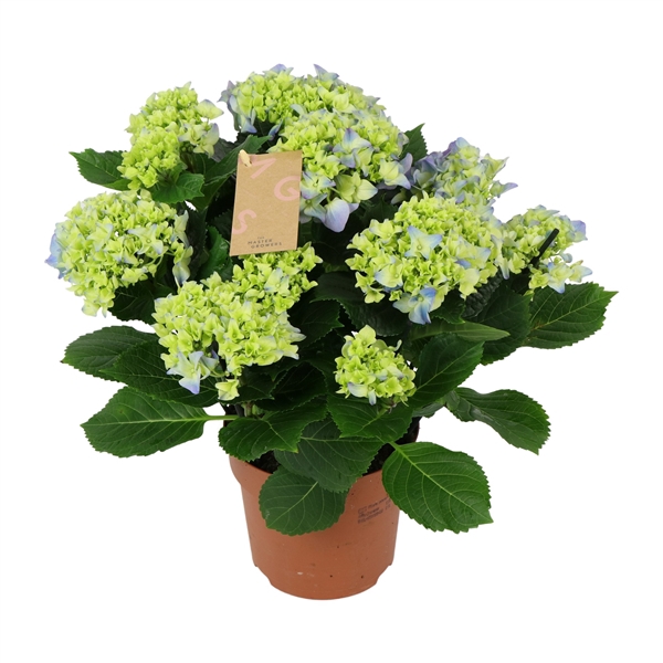 Hydrangea blue 7/8 flowers