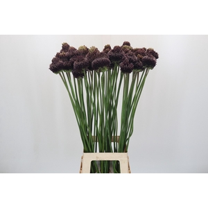 Allium Forelock