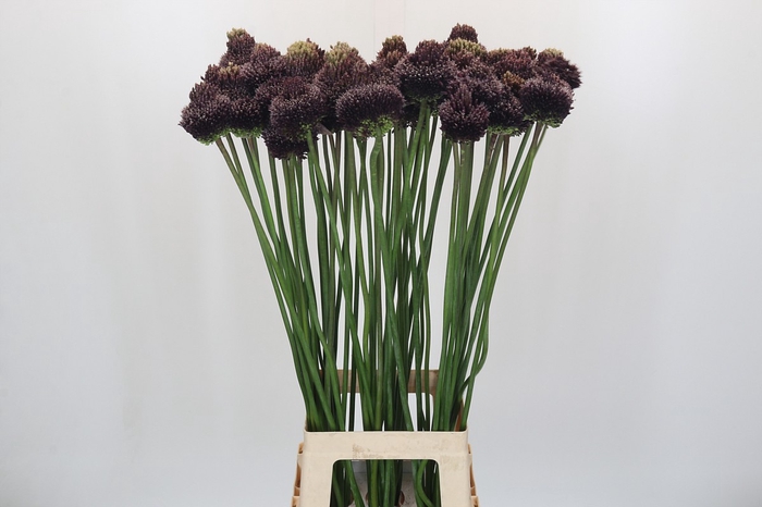 <h4>Allium Forelock</h4>