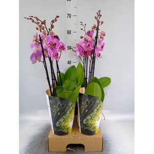Phalaenopsis   ...lilac