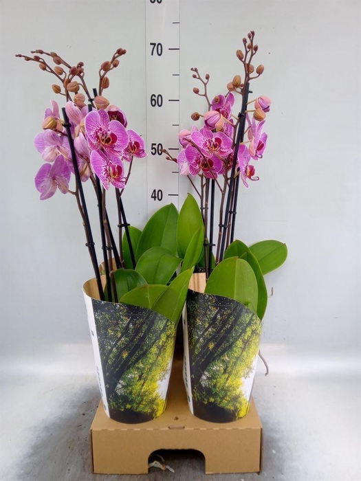<h4>Phalaenopsis   ...lilac</h4>