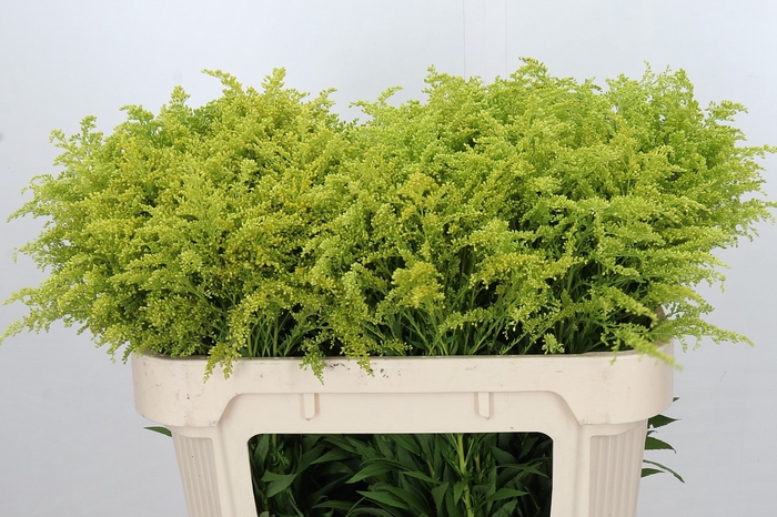 <h4>Solidago Tara Gold</h4>