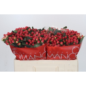 Hypericum True Romance