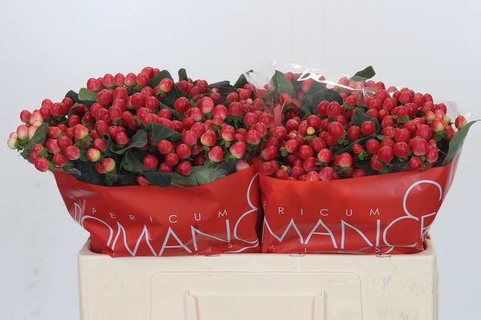 <h4>Hypericum True Romance</h4>