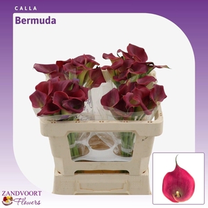 Calla Bermuda