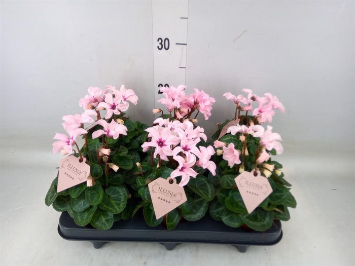 <h4>Cyclamen KL 'Illusia'</h4>