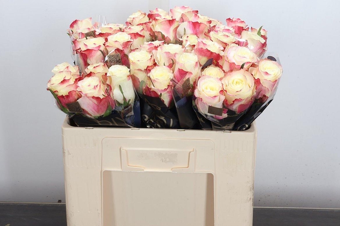 <h4>R Gr Sweet Horizon</h4>